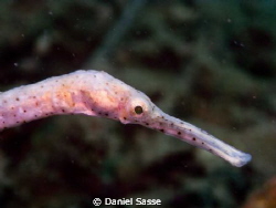 Long Nose Pipe Fish Portrait, while scuba diving the Loca... by Daniel Sasse 